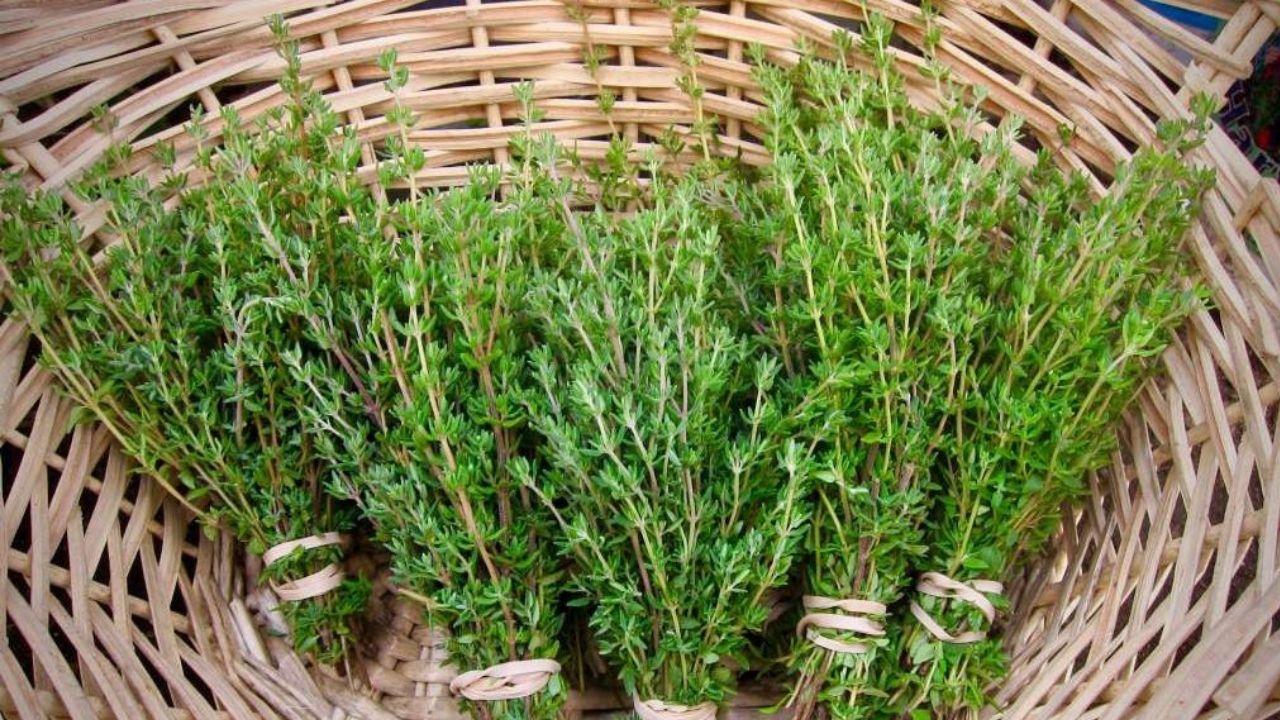 Beneficial properties... thyme!!!! It's good for your hair too.