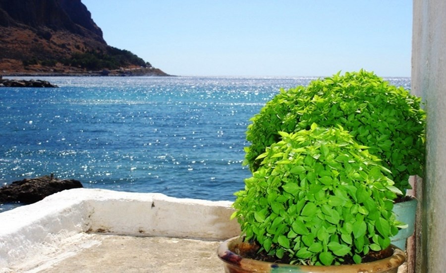 Ο αρωματικός βασιλικός με τα πολλά οφέλη στην υγεία